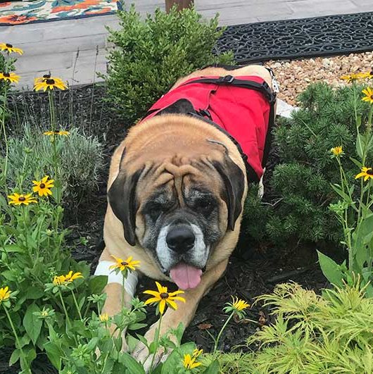 Leo in daisy bed