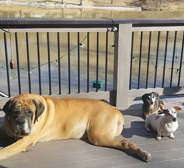 Leo on deck w/ dachshunds