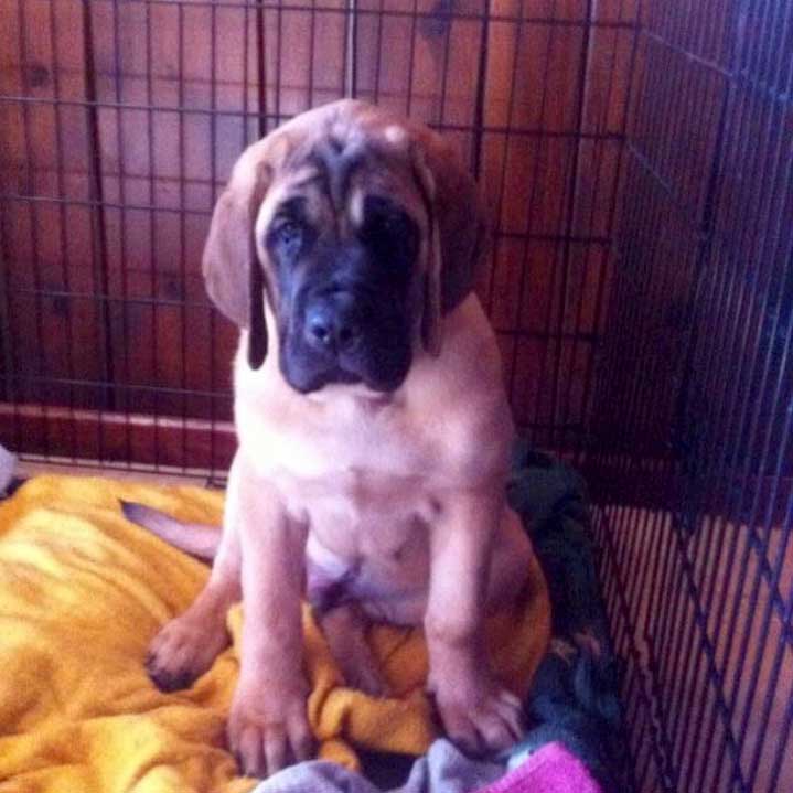 Leo as puppy in cage