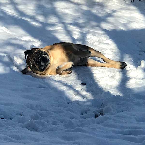 Leo rolling in snow